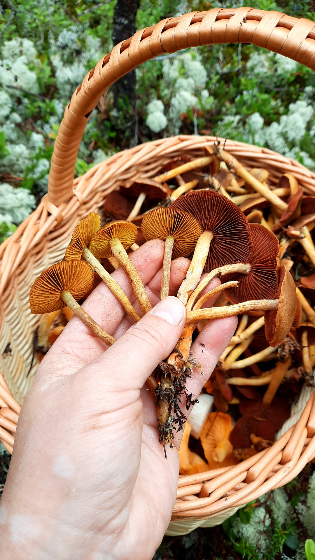 Dye mushrooms
